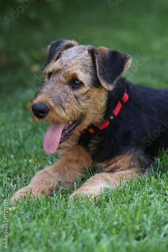 Airedale Terrier-Welpe © Martina Berg