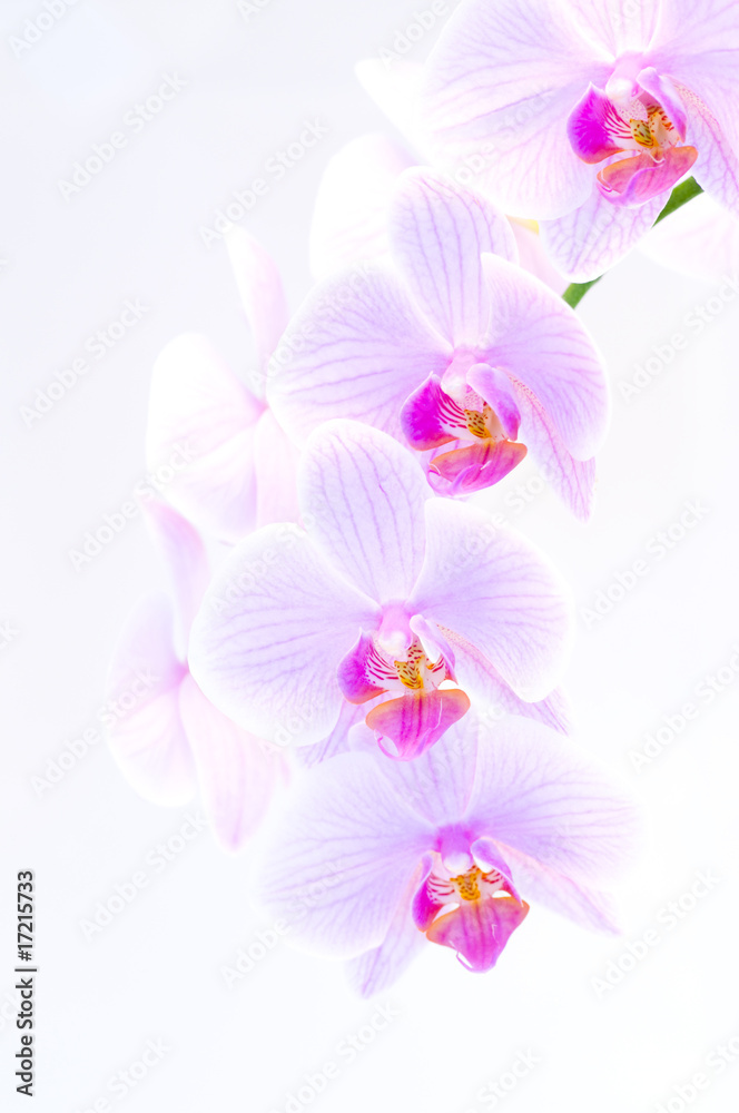 Fototapeta premium orchid