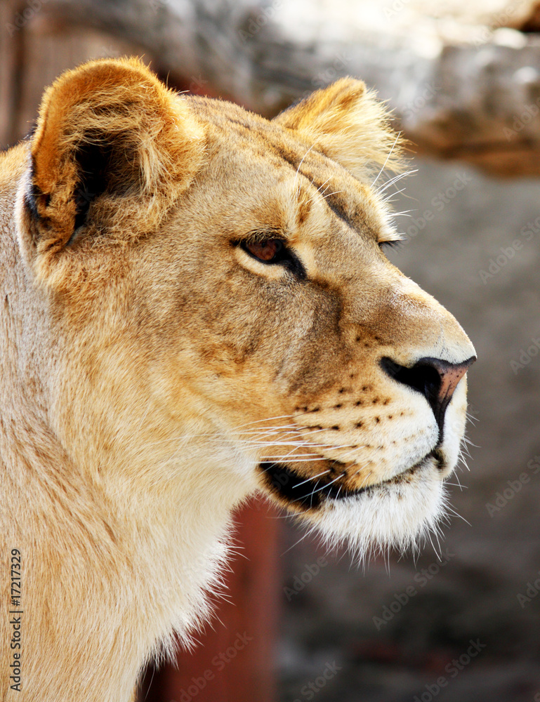 Female lion portrait