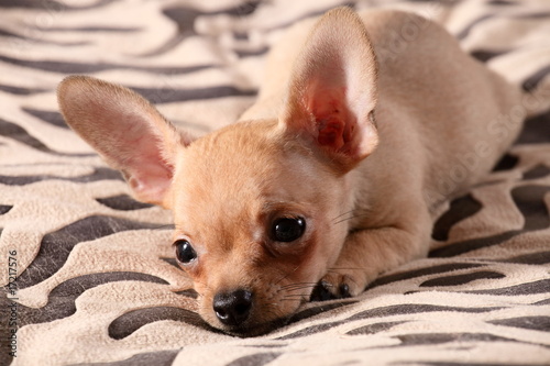 little chihuahua lays on a coverlet