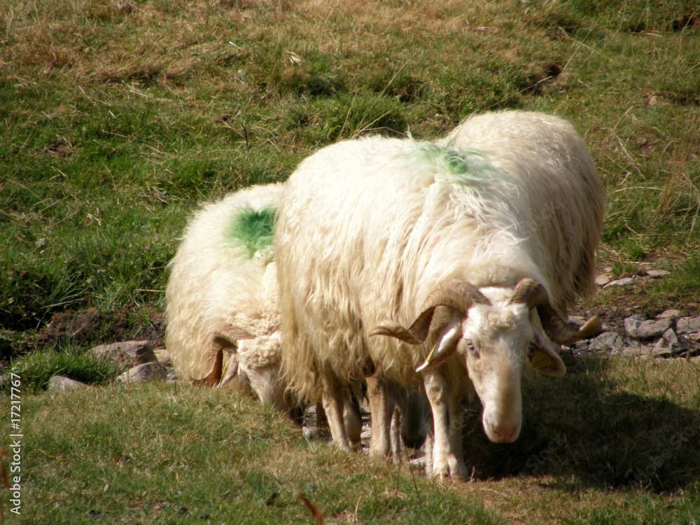 Obraz premium moutons