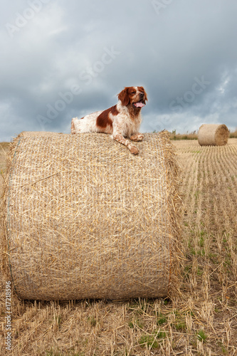 Brittany Spaniel dog on large straw bale