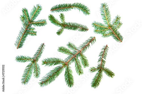 fir pine tree branch set
