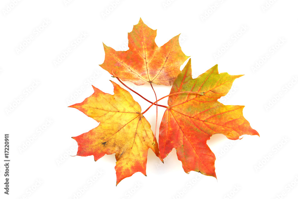 Herbst Herbst