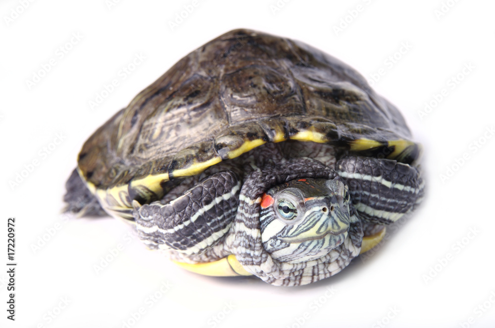 Obraz premium turtle