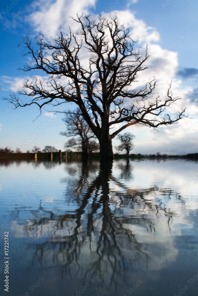 Tree in flooded field