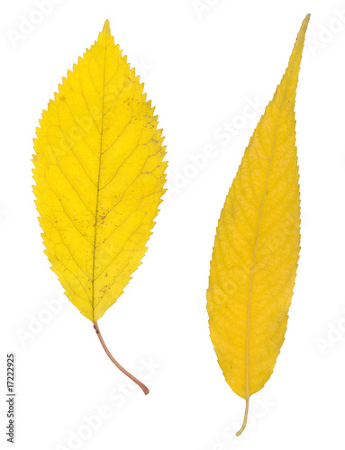 yellow autumn leaf isolated on white