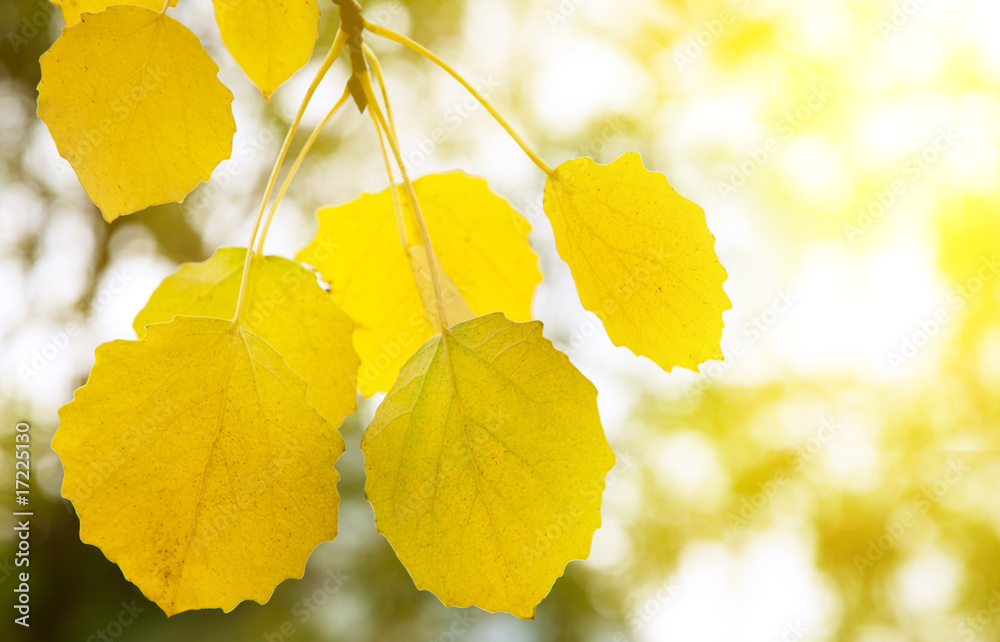 Obraz premium autumn yellow leaves of aspen