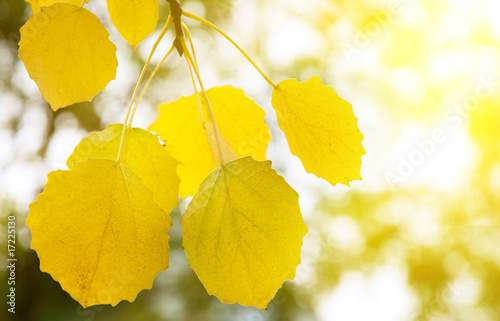 autumn yellow leaves of aspen