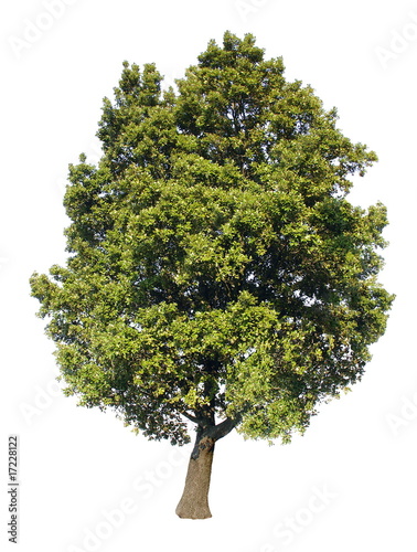 Chêne vert