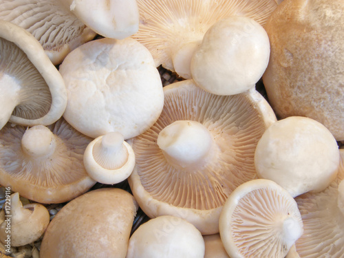 mushroom isolated close-ap