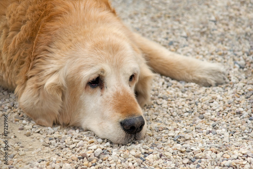 Golden retriever