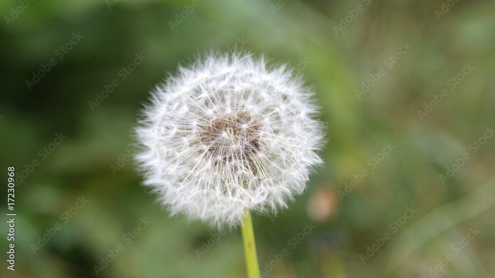 Dandylion Dandylion