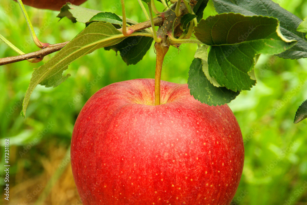 Apfel am Baum - apple on tree 08