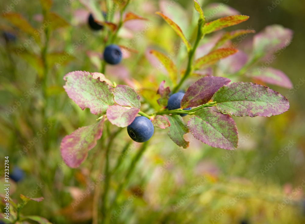 Bilberries Bilberries
