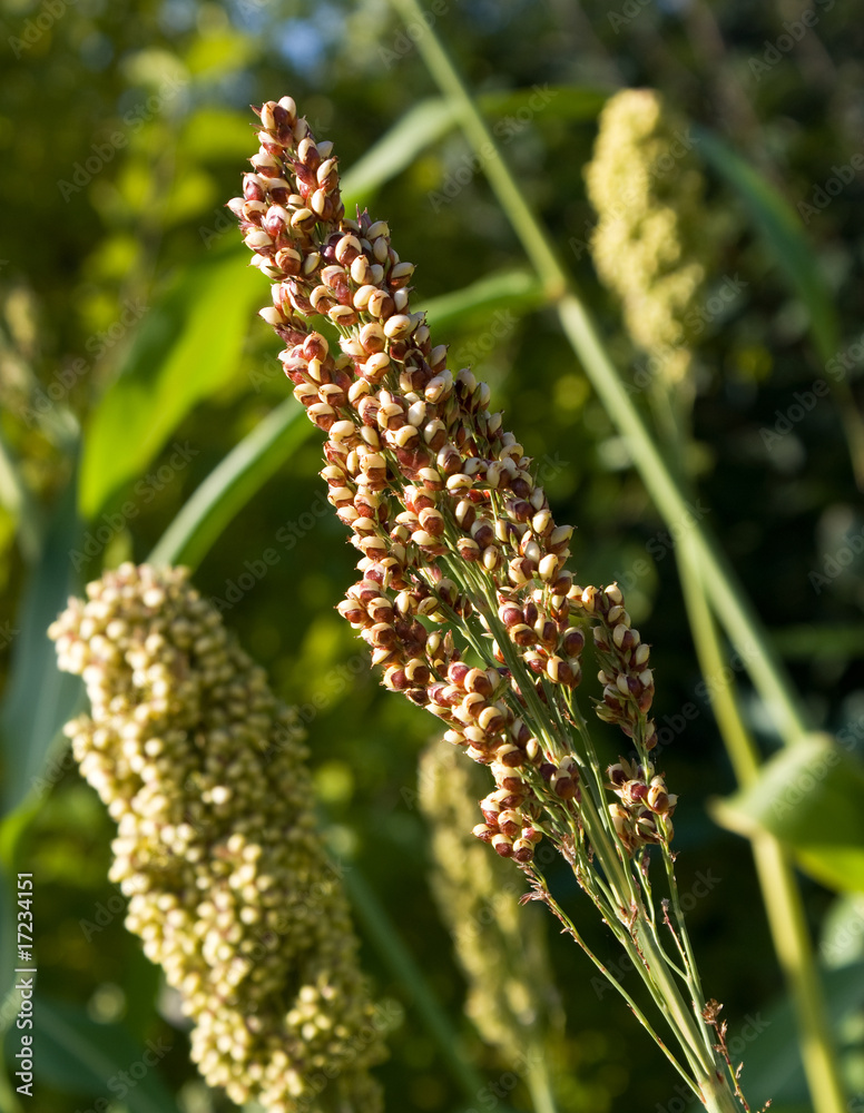 Quinoa