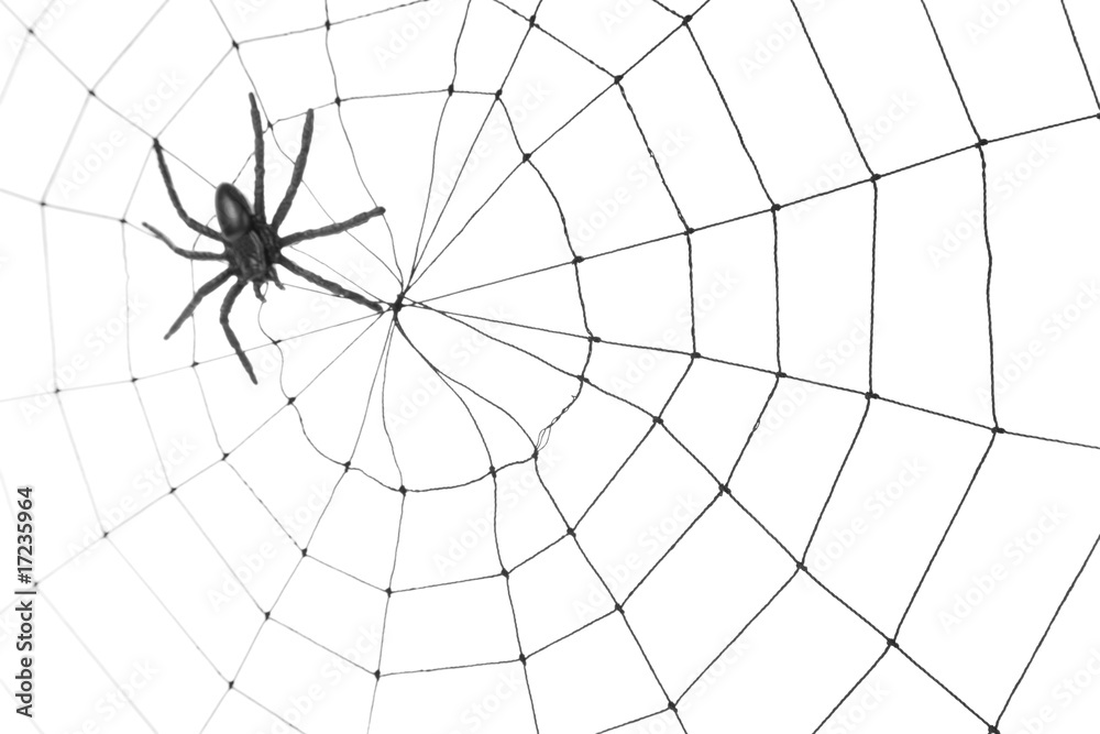 Obraz premium Spider Web