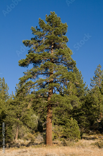 Sierra Pine Tree