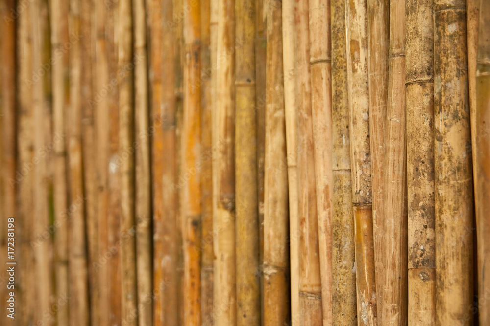 Fototapeta premium Bamboo wall