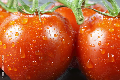 Strauchtomaten