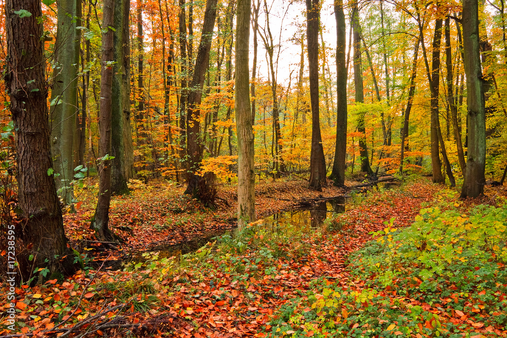 Landscape with wooden river in autumn forest Landscape with wooden river in autumn forest