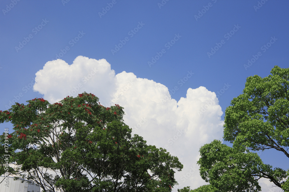 Obraz premium 入道雲と樹木