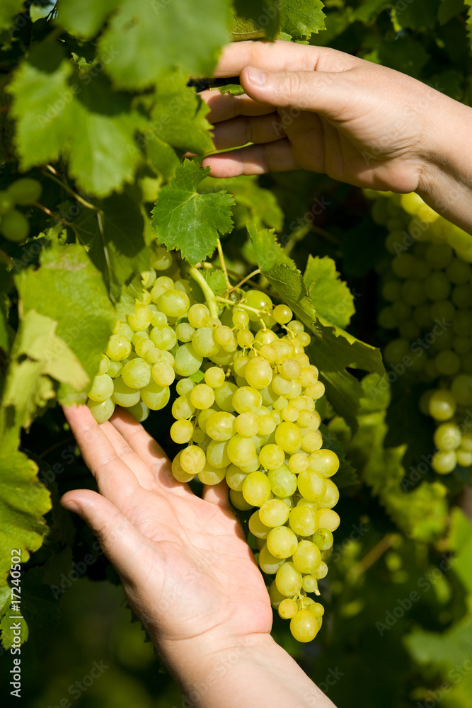 grapes grapes