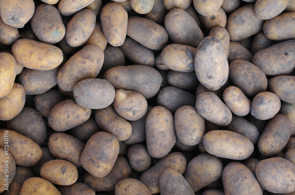 Background made of a pile of potatoes Background made of a pile of potatoes