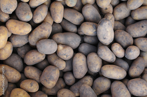 Background made of a pile of potatoes