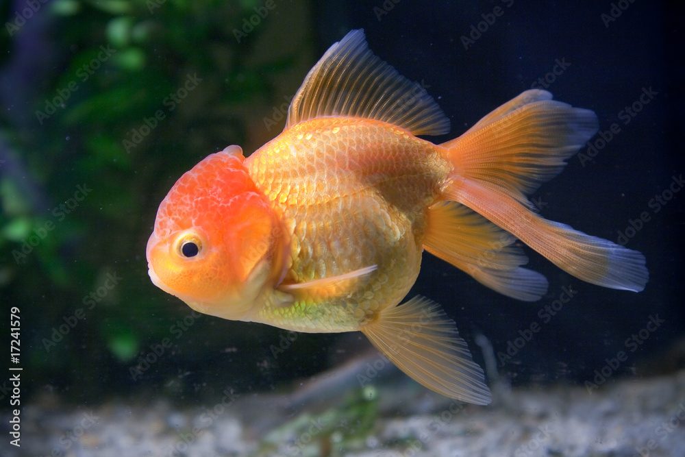 Golden fish carassius auratus, lion head variety in aquarium, on green black background Golden fish carassius auratus, lion head variety in aquarium, on green black background