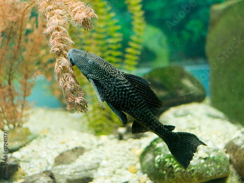 Pleco fish (hypostomus plecostomus) feeding on algae in aquarium, on a sand and rocky substrate