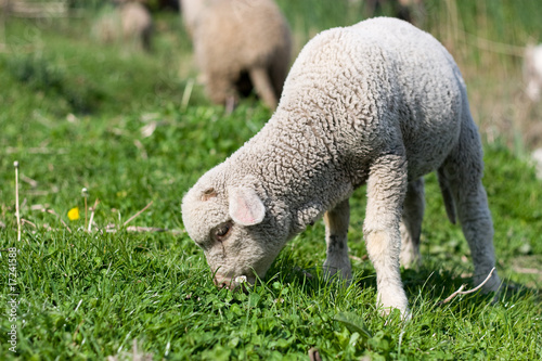 Lamb grazing green grass