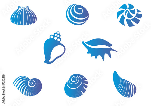 Set of seashells