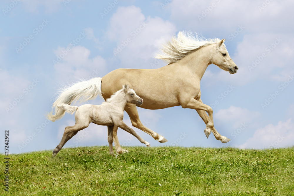 mare and foal