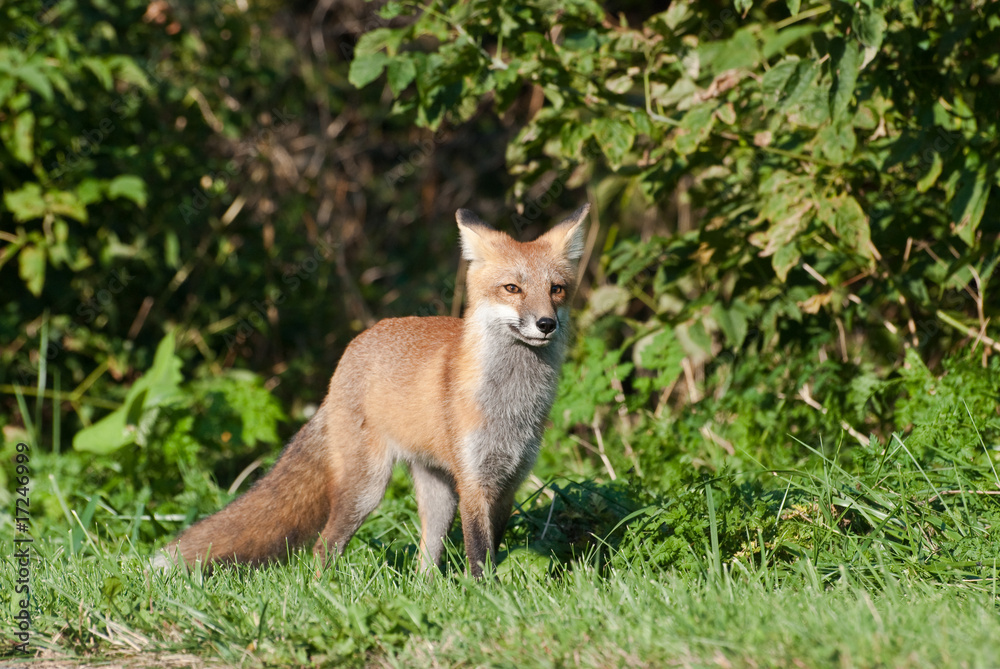 Juvenile Red Fox Standing at the edge of the Forest