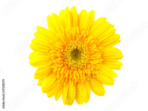 Yellow gerbera against white