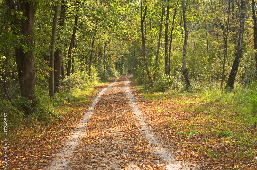Fototapeta premium Autumn Trail