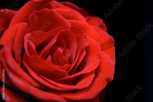 Red rose