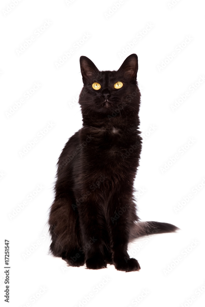 black cat with long hair looking up isolated on white Stock Photo