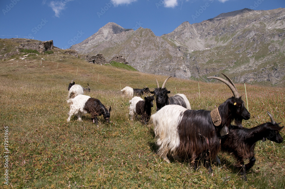 Obraz premium Capre al pascolo