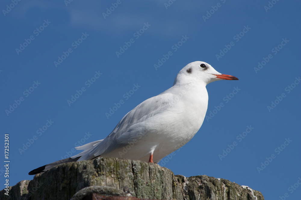 Silbermöwe Möwe vor blauem Himmel Froschperspektive Silbermöwe Möwe vor blauem Himmel Froschperspektive