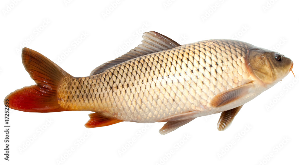 Fototapeta premium carp fish