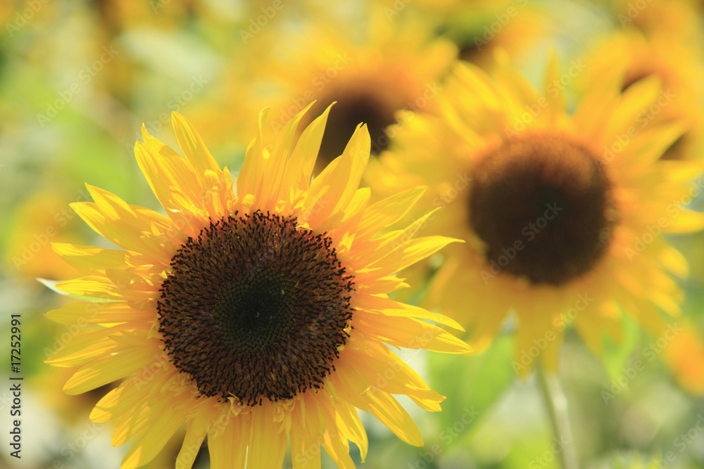 Obraz premium ヒマワリ