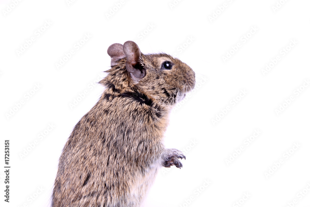 Obraz premium Stehender Degu