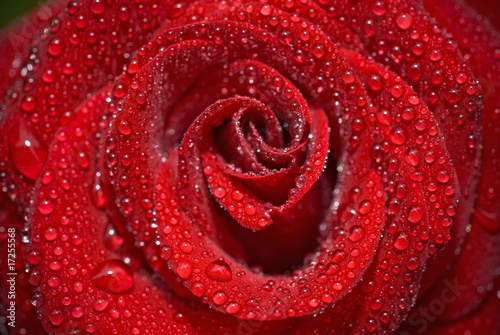 Closeup of the rose bud with water droplets