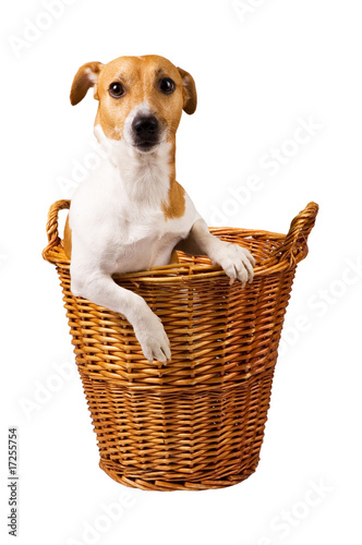 cute jack russel sitting in a basket