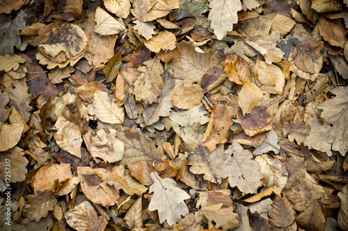 leaves covering the ground