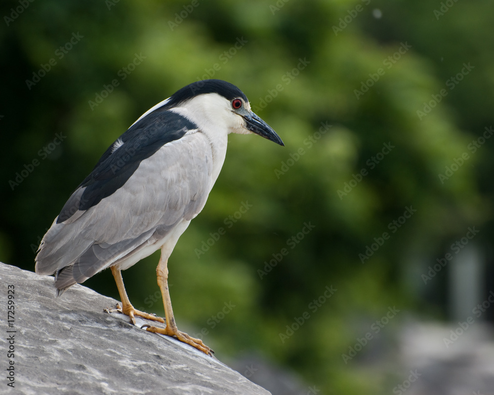 Black-capped Night-heron on a boulder Black-capped Night-heron on a boulder
