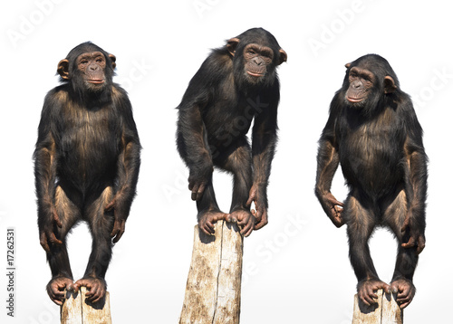 three chimpanzees