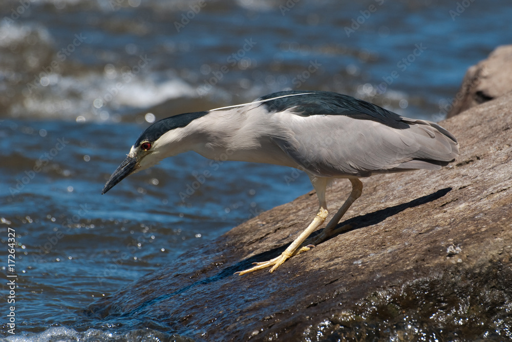 Obraz premium Black-capped Night-heron Fishing in a River on a Boulder